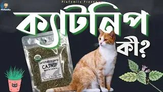 ক্যাটনিপ কি? এটি কি কি কাজে ব্যবহার হয়? Catnip Explained | PiuFamily