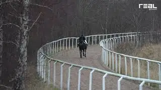 Galoppövning med Svensk Galopp på Jägersro