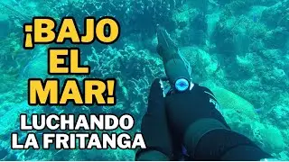 Arponeando peces para la fritanga (Bacuranao) #fishing #spearfishing #pescasubmarina 
