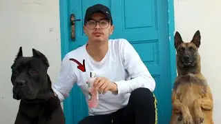 تدويشة عالمية لمافيا و طوكيو و وجدت المافيا في تولد