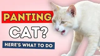 Panting Cat? Here's What To Do