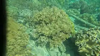 Beautiful Corals and fish at Eagle&rsquo;s Nest Beach Resort Samal Island Philippines