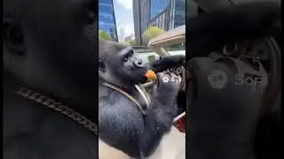 gorilla eating fried chicken in a rolls royce 😎 #nostalgia #80smusic #music #hiphop #rap
