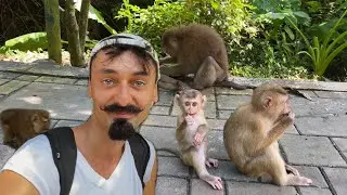 Jak zachowują się małpy w prawdziwym życiu w kontakcie z człowiekiem - Phuket, Tajlandia