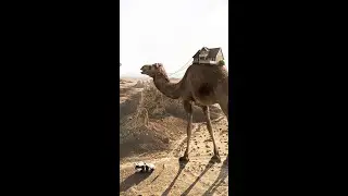 Camel photo manipulation | Photoshop 2022 #speedart #shorts