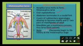 Larval forms in Crustacea