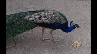 Peacock slow motion video || #shorts