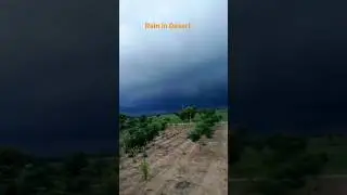 Rain in Thar Desert#shortvideo #like #desertsafari #subscribe#rain #funny #reels  #sahara#farmer