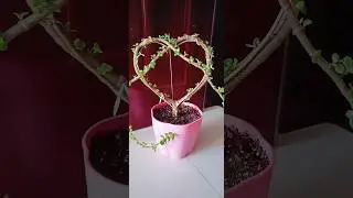 Give heart ❤️ shape to Jade plant 🌵 #newsong #luckplant #youtubeshorts