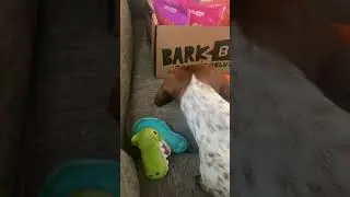 BARKbox unboxing! MiniDachshunds #shorts #dog #happy