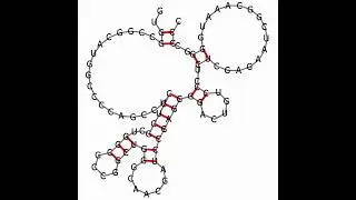 RNA folding sequence