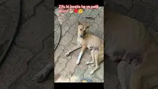 zifru ki dost patli🐕🐕&hearts;️ #cute #animalslove #zifru #patli #youtubeshort