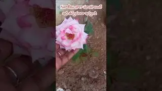 గులాబీలు బాగా పూయడానికి best rose plant growing fertilizer#shorts #trending #viral #garden #rose #yt