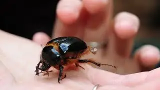 Rain beetle