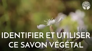 Saponaire : la plante-savon