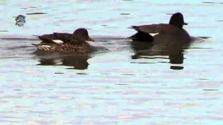 CANARD Chipeau / Anas strepera / Le Couple ! BRUITX
