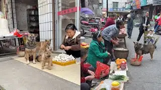 Highly intelligent dog went to the market to buy various ingredients🤠