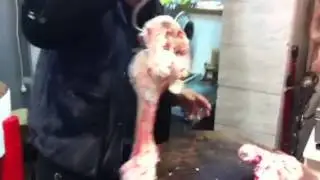XANTHI MO 3
