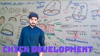 Development of Chick | Notochord, and Mesoderm formation and Neurulation | Part 2