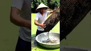 Bamboo Fishing Trap | Amazing Fish Catch Using Bamboo | Village Fishing Method