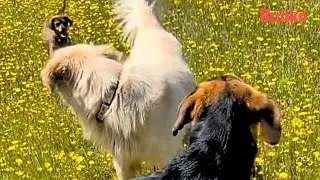 Perritos adoptan a un cachorro sin hogar, y lo llevan a su casa sin pedirle permiso a su due&ntilde;a