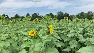 Sandyston Sunflower Farm - August 2020
