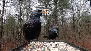 Common Grackles and Starlings