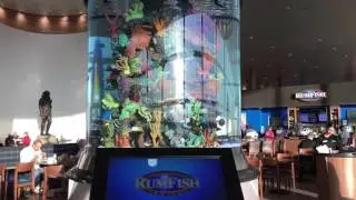 RumFish Grill 1,300 Gallon Saltwater Aquarium at Tampa International Airport