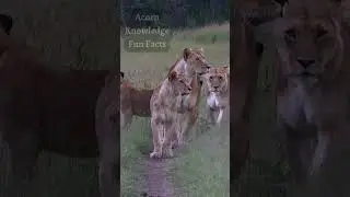 Acorn Knowledge Fun Facts   Lion Part  7