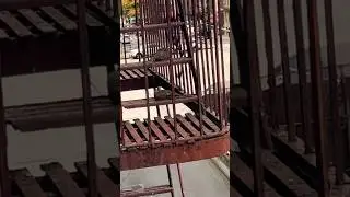 Two mourning doves puffed up relaxing