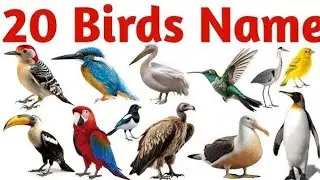 20 birds name | birds name English or hindi me picture sahit | पछियो के नाम | birds name learn kids
