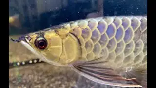 ASIAN AROWANA community tank, TGA Kerian Blue, Bluebase Crossback