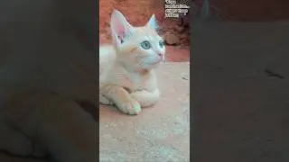 &ldquo;Kopa irundhaalum&hellip; sirippu thaan jeikkum 🐾