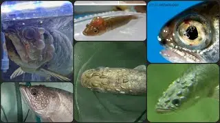Gas bubble disease | Gas bubble syndrome | fatal fish disease #predatorpowerhouse