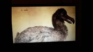 The Grey Guy's Top 5 Extinct Animals