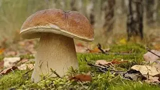 SETAS del Bosque!!! (2018 - 2019)