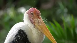 The Cunning Stork || A Tale of Deception