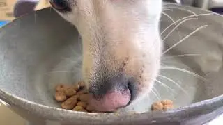 *Crunch Crunch *