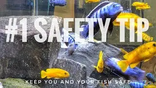 #1 Aquarium Safety Tip