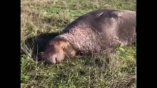A Surprise Elephant Seal Moment in Big Sur