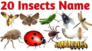 20 Insects Name for Kids | Learn Bugs Name in English and Hindi with Pictures and Sounds