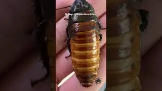 Have you ever held a Madagascar Hissing Cockroach? #reptiles #terrarium #gecko #lizard