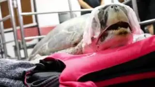 Locals mourn as beloved coin swallowing turtle suddenly dies after surgery