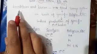 Co Dominance MN Blood Group System