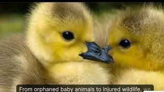 Bringing Hope: Inspiring Animal Rescue and Rehabilitation