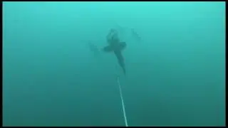 Underwater Deep Sea Fishing 5 - Lingcod