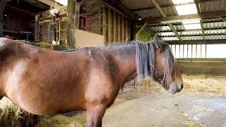Copyright Free - Stock Footage : Horse in farm