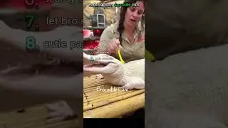 Ranking Funny Crocodile Memes