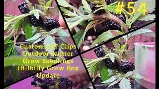 Hillbilly Growbox LST arc.  Creating GrowClips. Pushing through Winter Outdoor Grow July 2025