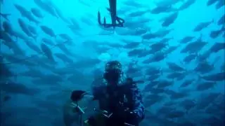 Fish Bomb
